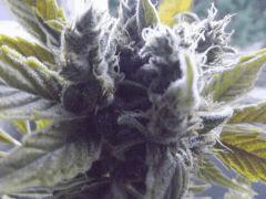 DSCF0726