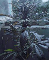 DSCF0711