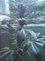 DSCF0712