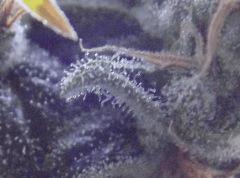 DSCF0725