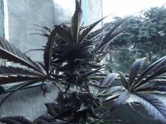 DSCF0713