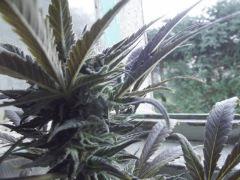 DSCF0714