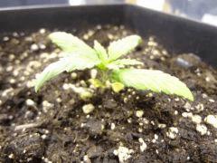 Zoom 4