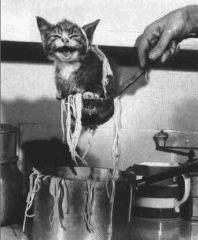 Kitty Soup 720