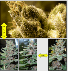 19 macro 3   Copy