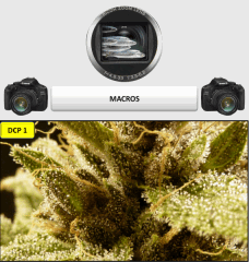 17 macro 1   Copy