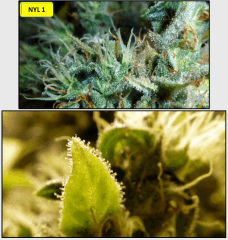 21 macro 5   Copy