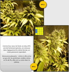 6 visite 2   Copy