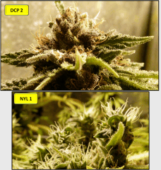 18 macro 2   Copy