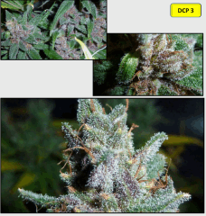 20 macro 4   Copy