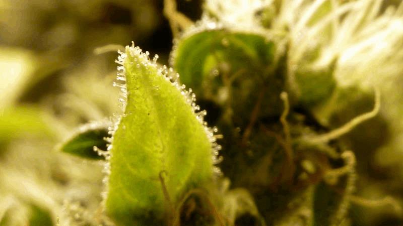 gallery_681336_1853_30989.jpg