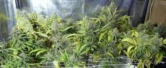 P1060220