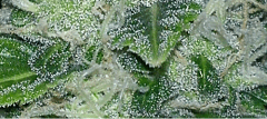 macroww