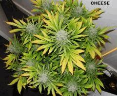 30 CHEESE
