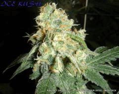 KADOR NFT 2x400W FLO+41 ICE KUSH SOUR DIESEL MOBY DICK