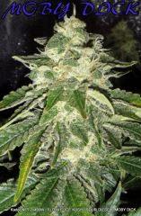 KADOR NFT 2x400W FLO+41 ICE KUSH SOUR DIESEL MOBY DICK