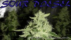 KADOR NFT 2x400W FLO+41 ICE KUSH SOUR DIESEL MOBY DICK