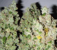 SourDiesel Flo+85