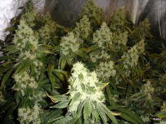 Kador NFT 2x400W ICE KUSH SOUR DIESEL MOBY DICK FLO +53