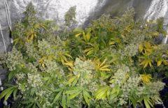 NFT ICE KUSH MOBYDICK SOURDIESEL FLO +73