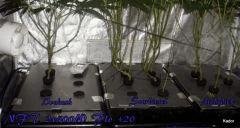 NFT 2x400W Ice Kush Sour Diesel Moby Dick Flo+20