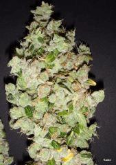 SourDiesel Flo+85