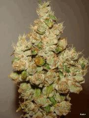 Sour Diesel Flo +93
