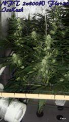 NFT 2x400W Ice Kush Sour Diesel Moby Dick Flo+20