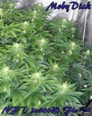NFT 2x400W Ice Kush Sour Diesel Moby Dick Flo+20