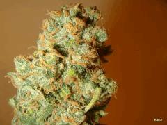 Kador NFT 2x400W ICE KUSH SOUR DIESEL MOBY DICK FLO +53