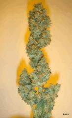 Kador NFT 2x400W ICE KUSH SOUR DIESEL MOBY DICK FLO +53