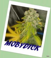 MOBYDICK FLO +73