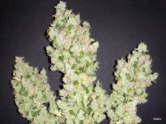 SourDiesel Flo+85
