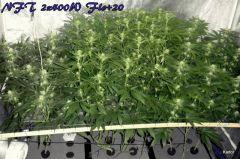 NFT 2x400W Ice Kush Sour Diesel Moby Dick Flo+20
