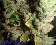 SOURDIESEL FLO +73
