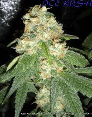 KADOR NFT 2x400W FLO+41 ICE KUSH SOUR DIESEL MOBY DICK