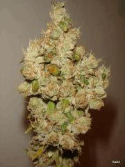 Sour Diesel Flo +93