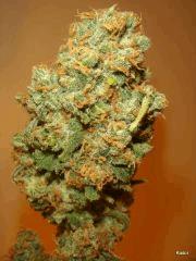 Kador NFT 2x400W ICE KUSH SOUR DIESEL MOBY DICK FLO +53