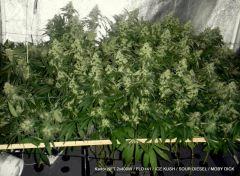 KADOR NFT 2x400W FLO+41 ICE KUSH SOUR DIESEL MOBY DICK