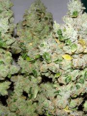 SourDiesel Flo+85