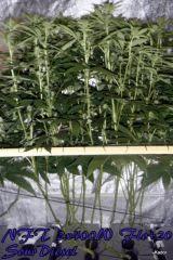 NFT 2x400W Ice Kush Sour Diesel Moby Dick Flo+20