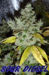 SOURDIESEL FLO +73