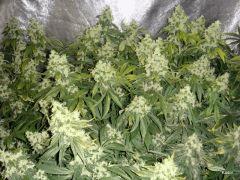 Kador NFT 2x400W ICE KUSH SOUR DIESEL MOBY DICK FLO +53