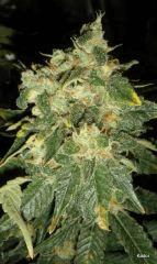 Kador NFT 2x400W ICE KUSH SOUR DIESEL MOBY DICK FLO +53