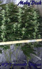 NFT 2x400W Ice Kush Sour Diesel Moby Dick Flo+20