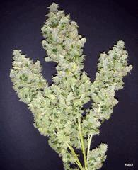 SourDiesel Flo+85