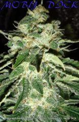 KADOR NFT 2x400W FLO+41 ICE KUSH SOUR DIESEL MOBY DICK