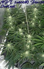 NFT 2x400W Ice Kush Sour Diesel Moby Dick Flo+20