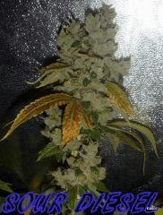 SOURDIESEL FLO +73