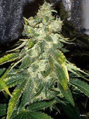 Kador NFT 2x400W ICE KUSH SOUR DIESEL MOBY DICK FLO +53